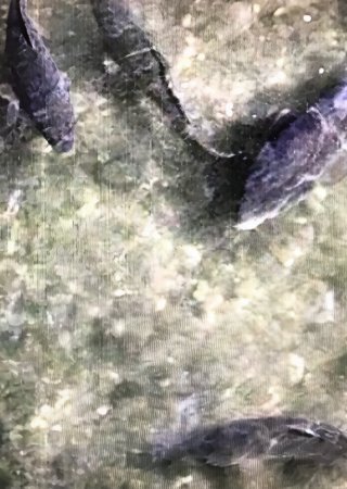 loas peces del rio
